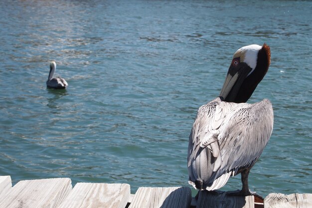 Brown pelican!