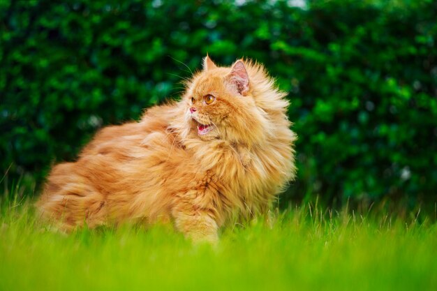 芝生の茶色のペルシャ猫