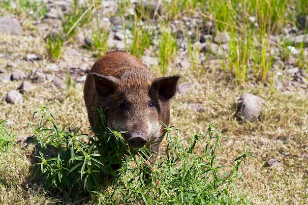 屋外で飼育された茶色の豚