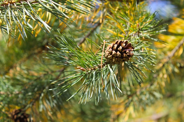 Brown pine cone on a branch