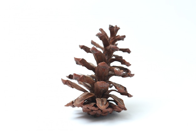 Brown pine cone flower on white isolated
