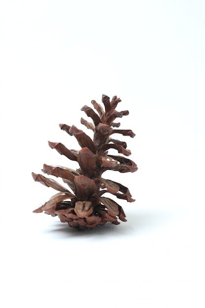 Brown pine cone flower on white isolated