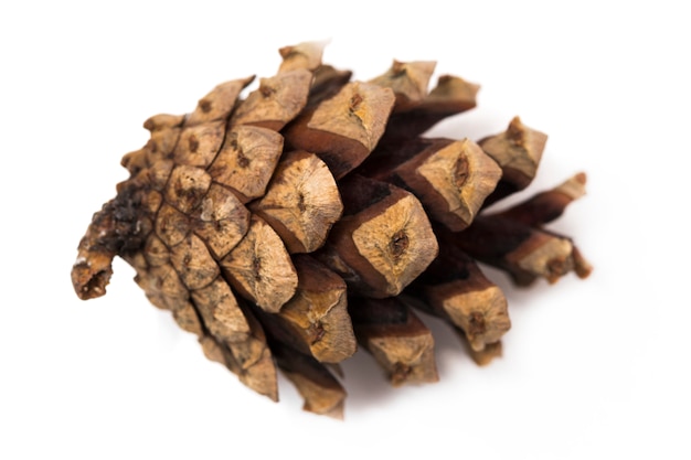 Brown pine cone isolated on a white background