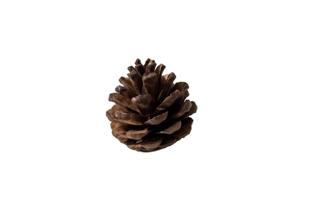 Brown pinecone isolated on a white background