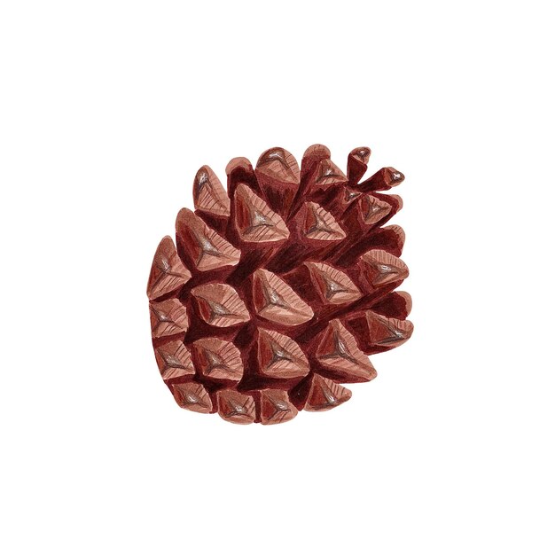 Foto cone di pino marrone _ illustrazione di marcatore realistico disegnato a mano in tecnica acquarellata
