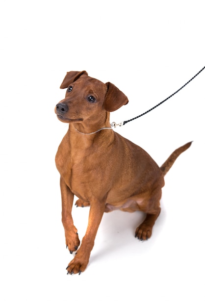 Brown pinscher on leash isolated