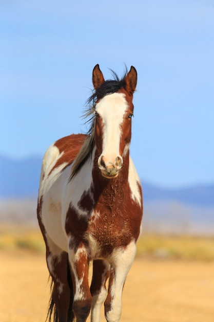 Brown Pinto Horse Verical