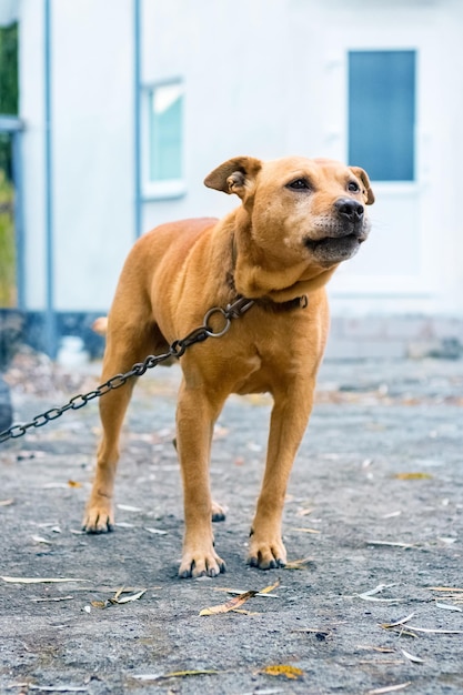 A brown pit bull terrier dog on a chain