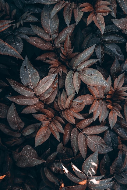 가을 시즌 가을의 자연 속에서 갈색 식물 잎