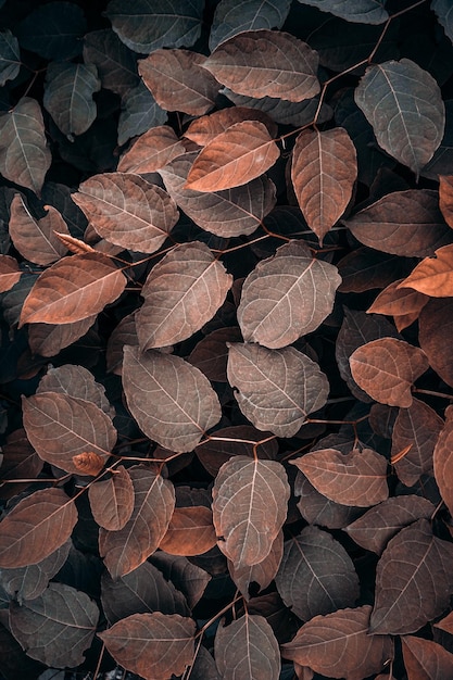 秋の季節、茶色の背景に自然の中で茶色の植物の葉