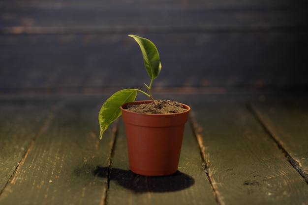 茶色のプラスチック製の花瓶を花瓶に植える