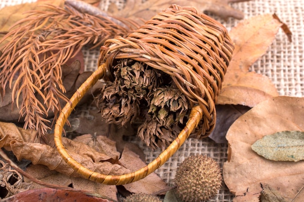 Brown pod capsule in and in a tiny basket
