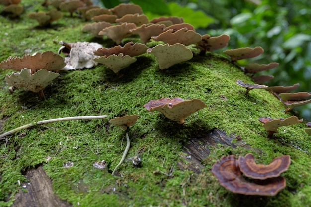 雨季のとき、倒れた木の熱帯林に茶色のポリポアキノコ