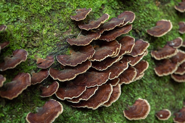Brown polypore mushroom on the fallen tree tropical forest when rainy season