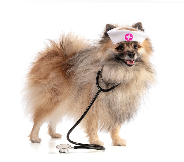 Brown Pomeranian Bullfrog with a nurse's hat and a stethoscope on a white background