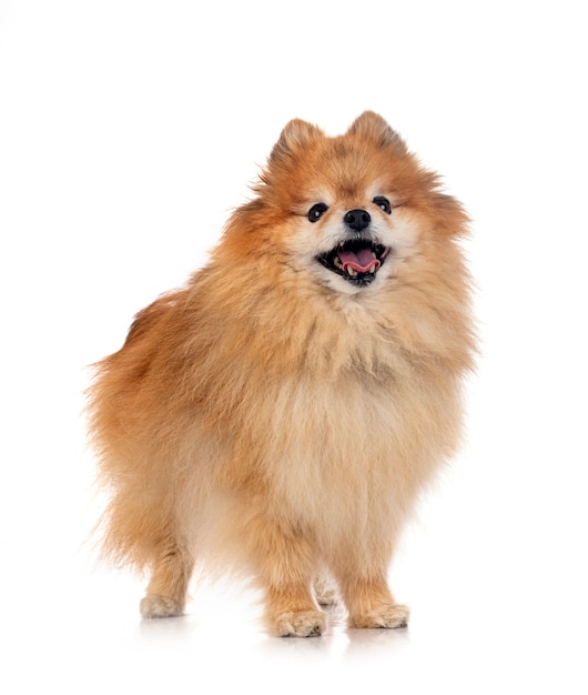 Brown pomeranian in front of white background