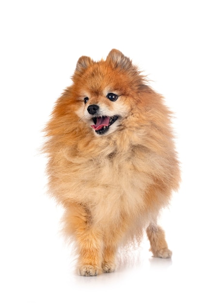 Brown pomeranian in front of white background