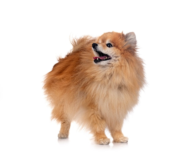 Brown pomeranian in front of white background