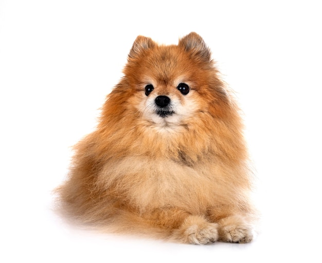 Brown pomeranian in front of white background