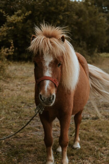 Brown pony looking straight to camera