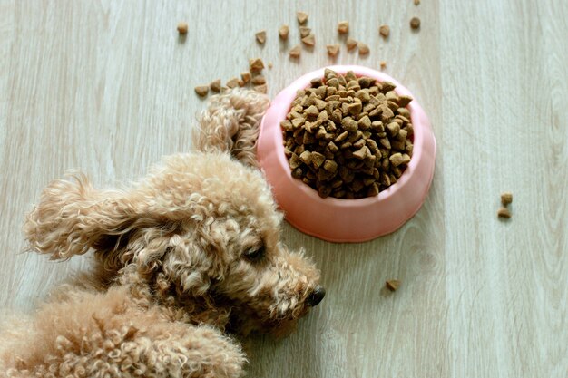 A brown poodle is lying next to a bowl of food