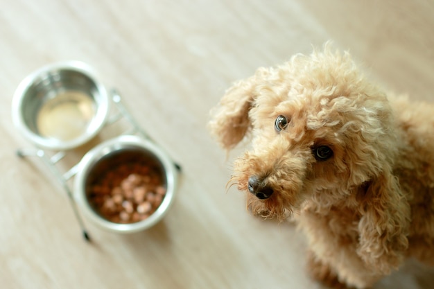 Brown poodle looks up