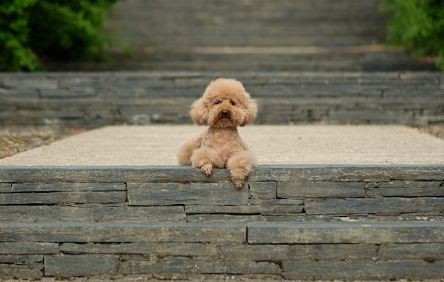 Brown poodle lying on antique stairs looking at front