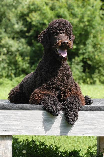 Foto caniche marroni che mentono