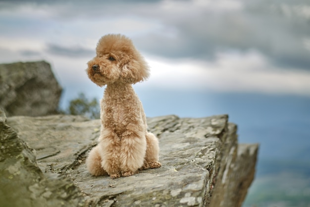 Brown poodle sitting on a mountain top