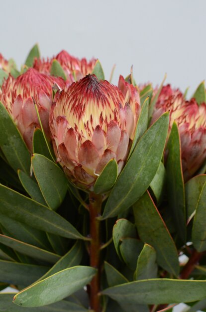 Brown protea flower bunch  isolated  on a white  background