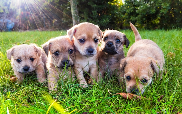 brown puppies playing in the grass