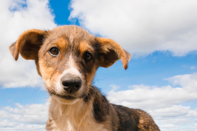 青空を背景に茶色の子犬