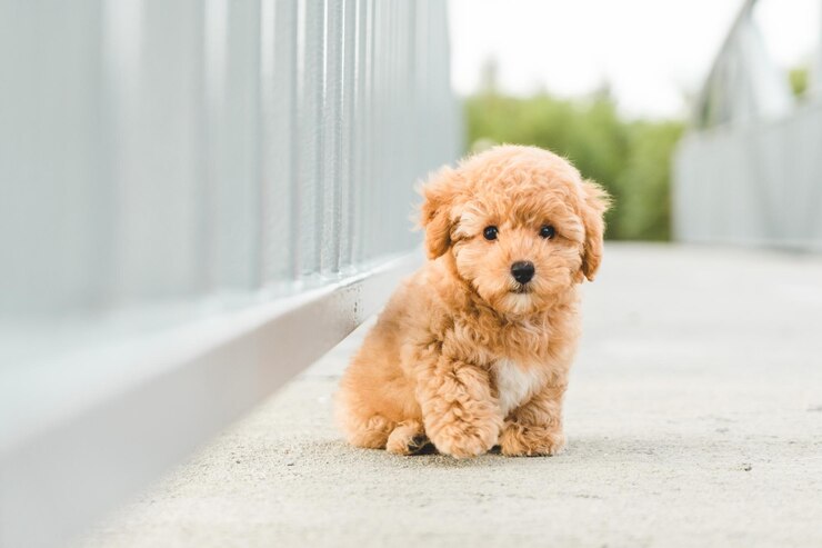 Photo 茶色の子犬プードルが床に
