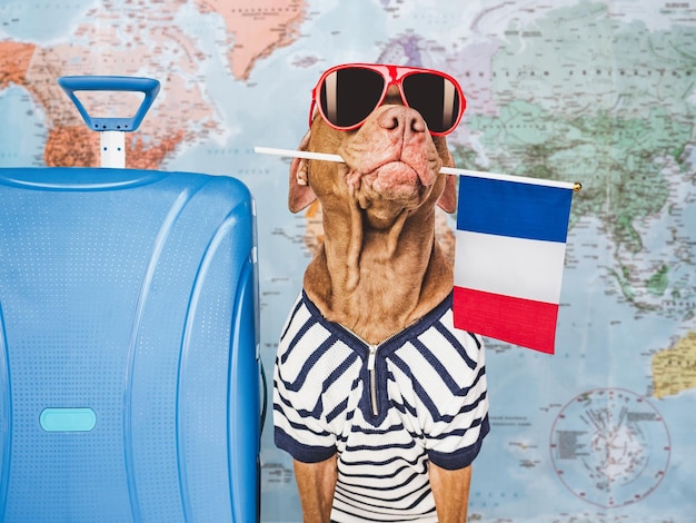 Brown puppy sunhat sunglasses and France flag