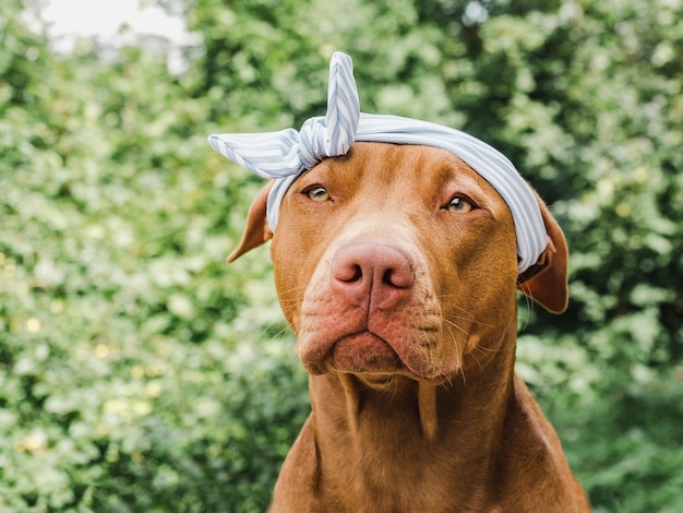 Brown puppy with bandana