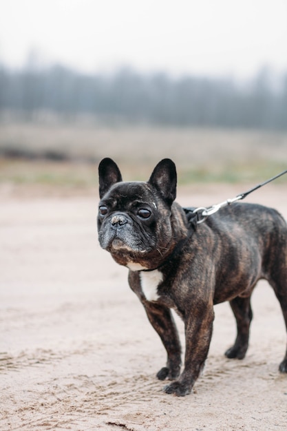 brown purebred french bulldog dog for a walk