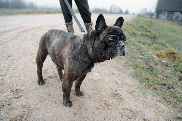 brown purebred french bulldog dog for a walk