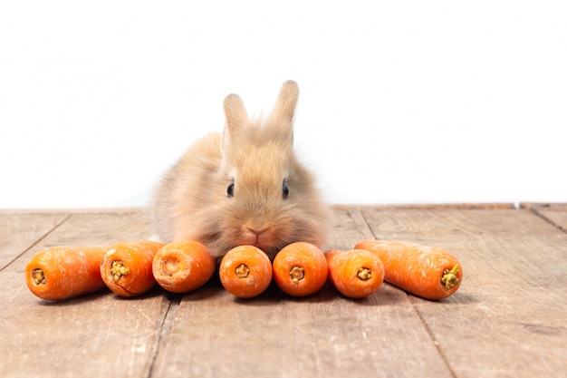 Coniglio marrone che mangia carota sul fondo di legno della tavola