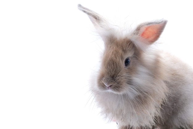 Un coniglio marrone isolato su un bianco