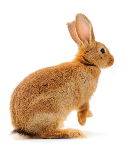 Brown rabbit isolated