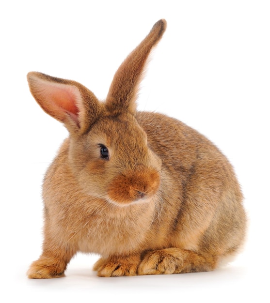 Brown rabbit isolated