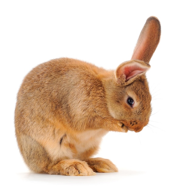 Brown rabbit isolated