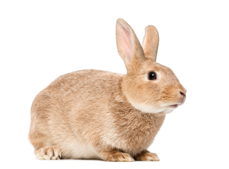 Photo brown rabbit lying isolated on white