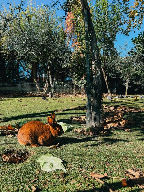 Foto il coniglio marrone si siede su un prato verde vicino a un albero