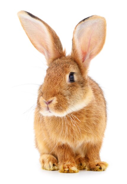 Brown rabbit on white