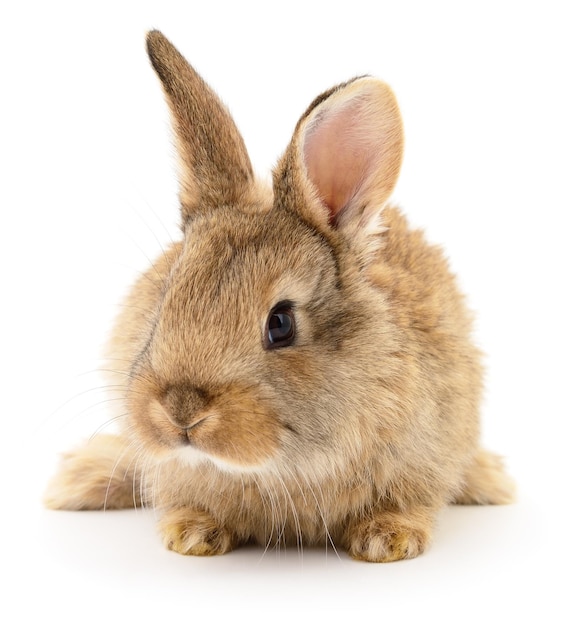 Brown rabbit on white