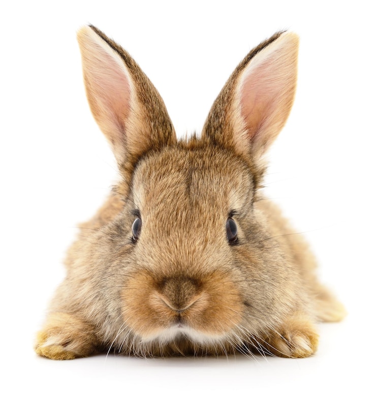Photo brown rabbit on white