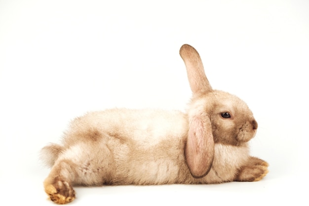 A brown rabbit with one ear lying on a white