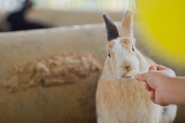 Photo brown rabbit