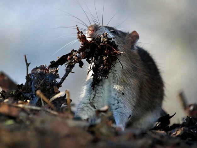 Brown rat foraging and feeding in the woods